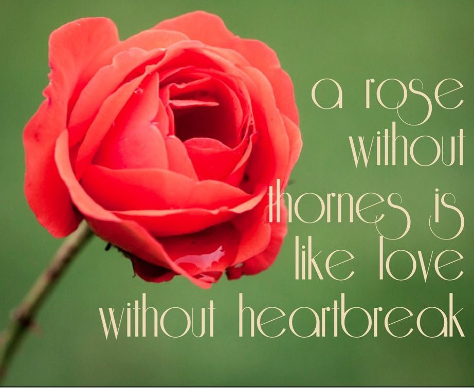 Rose Romantic Quotes
 Best Rose Quotes QuotesGram