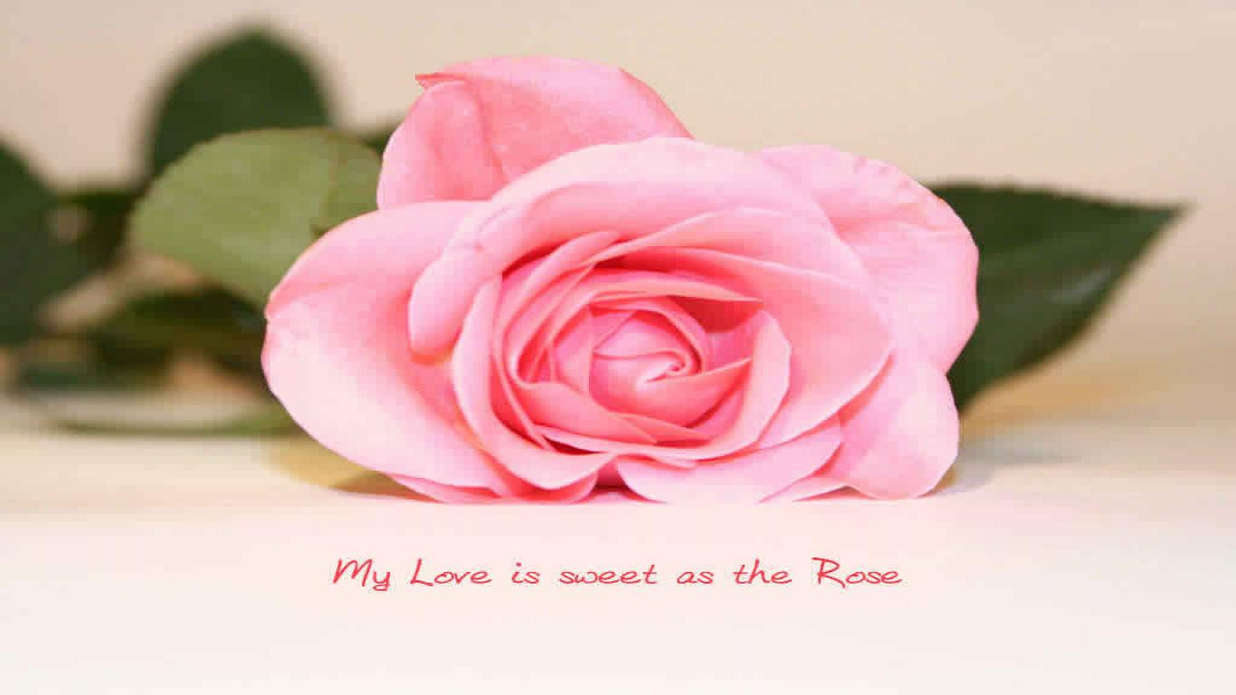 Rose Romantic Quotes
 50 Best Rose Quotes To Show Your Love