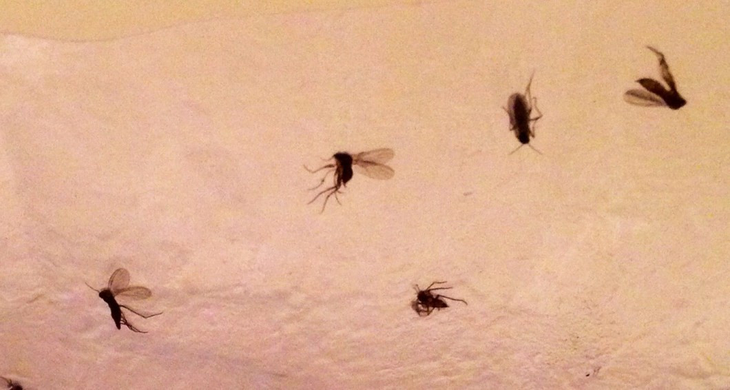 tiny gnats bathroom sink