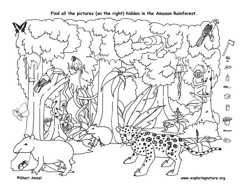 Amazon Coloring Books For Kids
 Find the things hidden in the Amazon Rainforest then