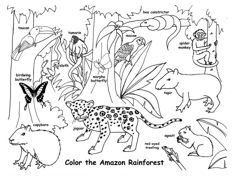 Amazon Coloring Books For Kids
 Pin by nancy johnson on Rainforest