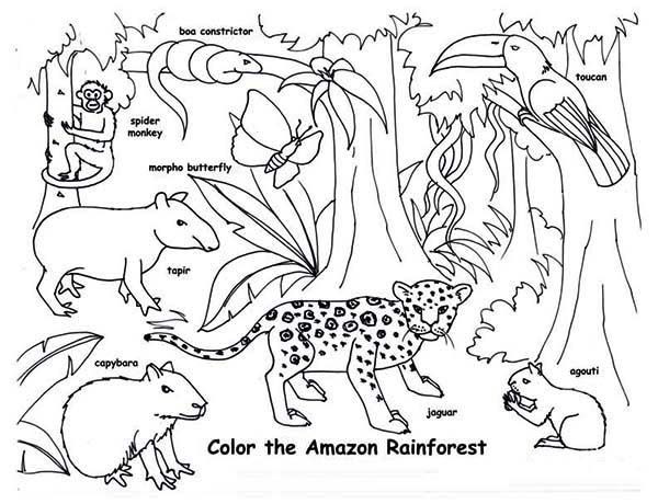Amazon Coloring Books For Kids
 Amazon Rainforest Animals Coloring Page