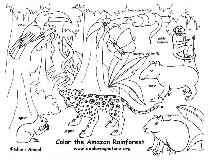 Amazon Coloring Books For Kids
 Rainforest Amazon Coloring Page Exploring Nature