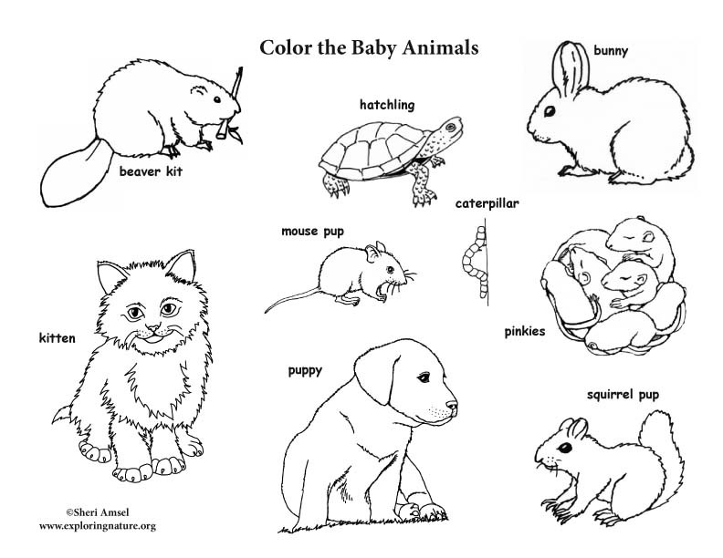 Baby Animal Coloring Sheets
 Baby Animal Labeled Coloring Page