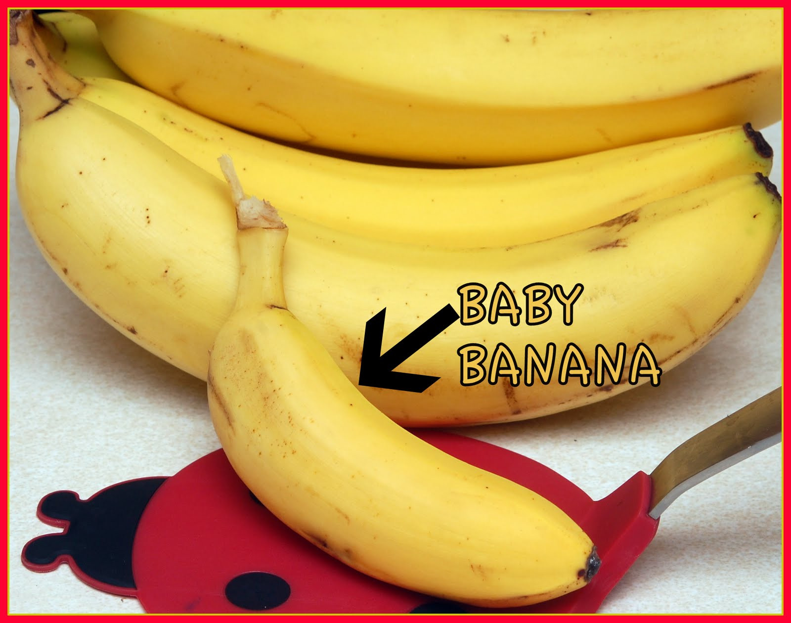 Baby Banana Recipes
 BABY BANANA TRIFLE FOR OUR JAKEY Hugs and Cookies XOXO