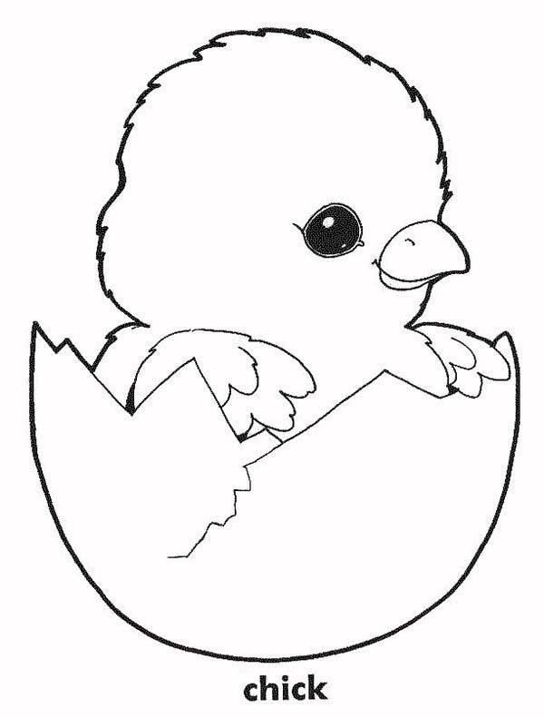 Baby Chick Coloring Page
 Baby Chick Coloring Pages Part 5