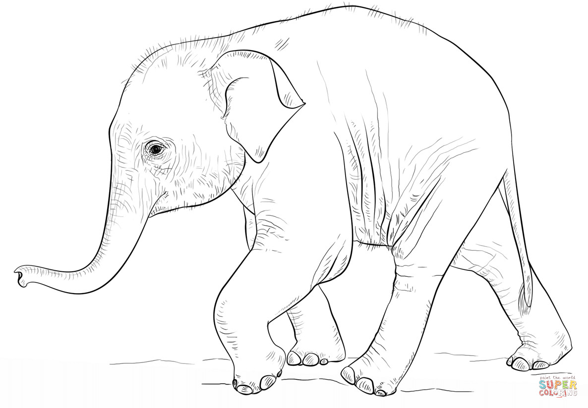 Baby Elephant Coloring Page
 Cute Baby Elephant coloring page
