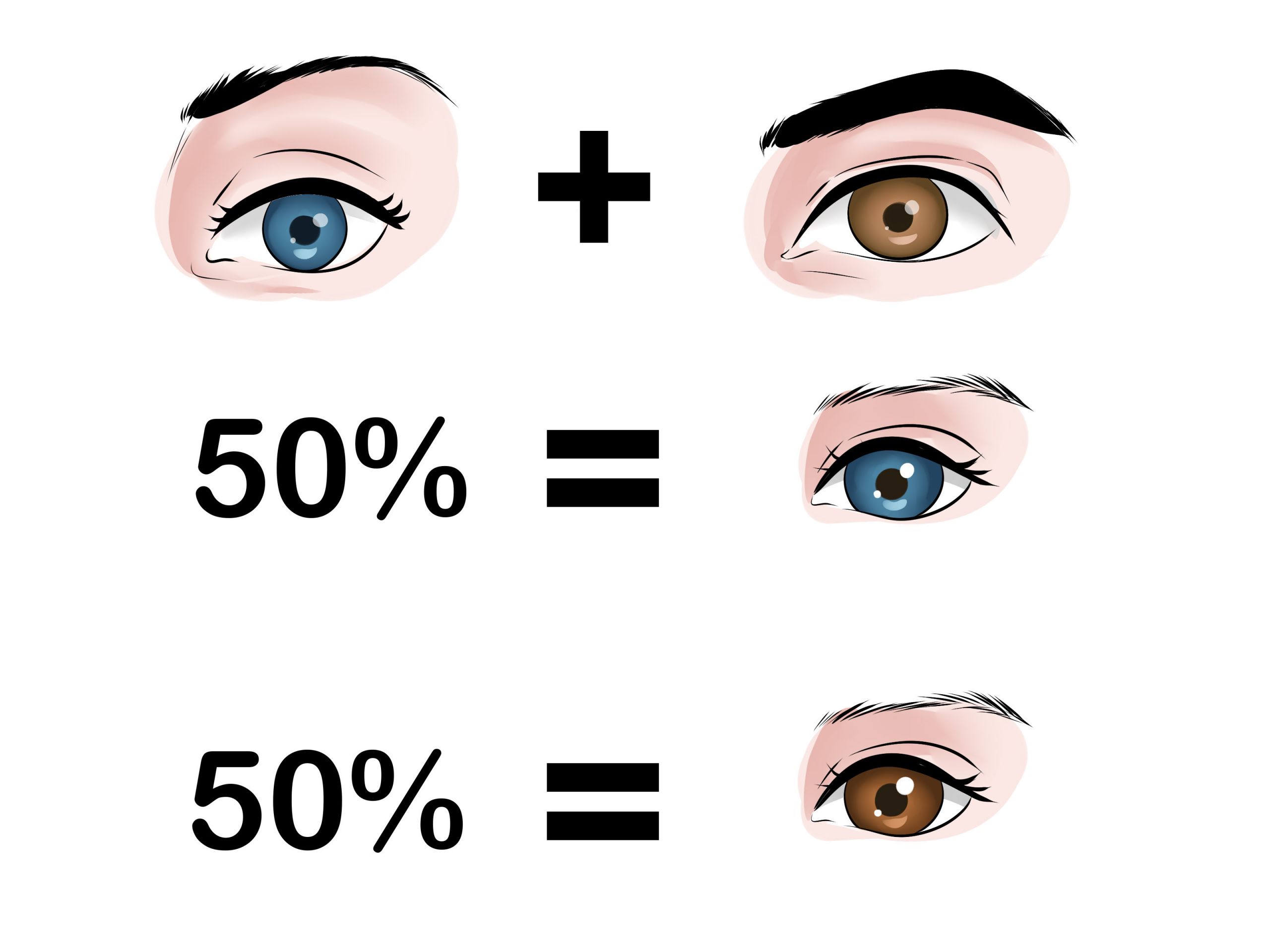 Baby Hair Predictor
 Eye Color Genetics Predictor