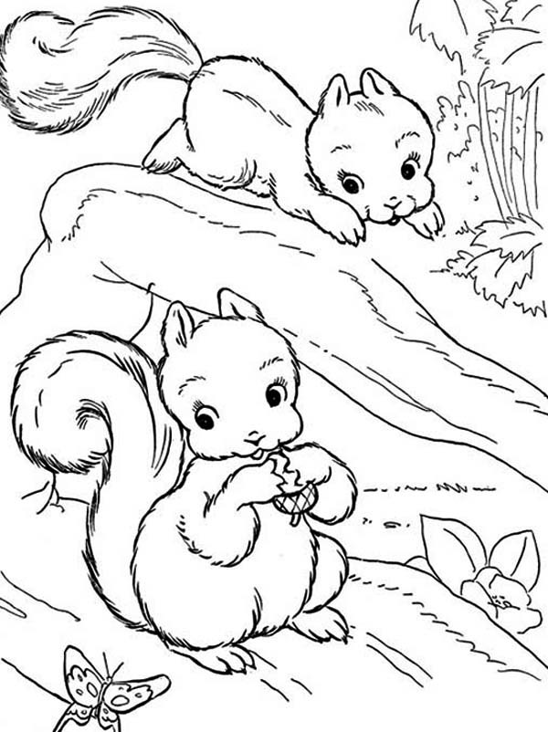 Baby Squirrel Coloring Pages
 Two Baby Squirrel Coloring Page Download & Print line