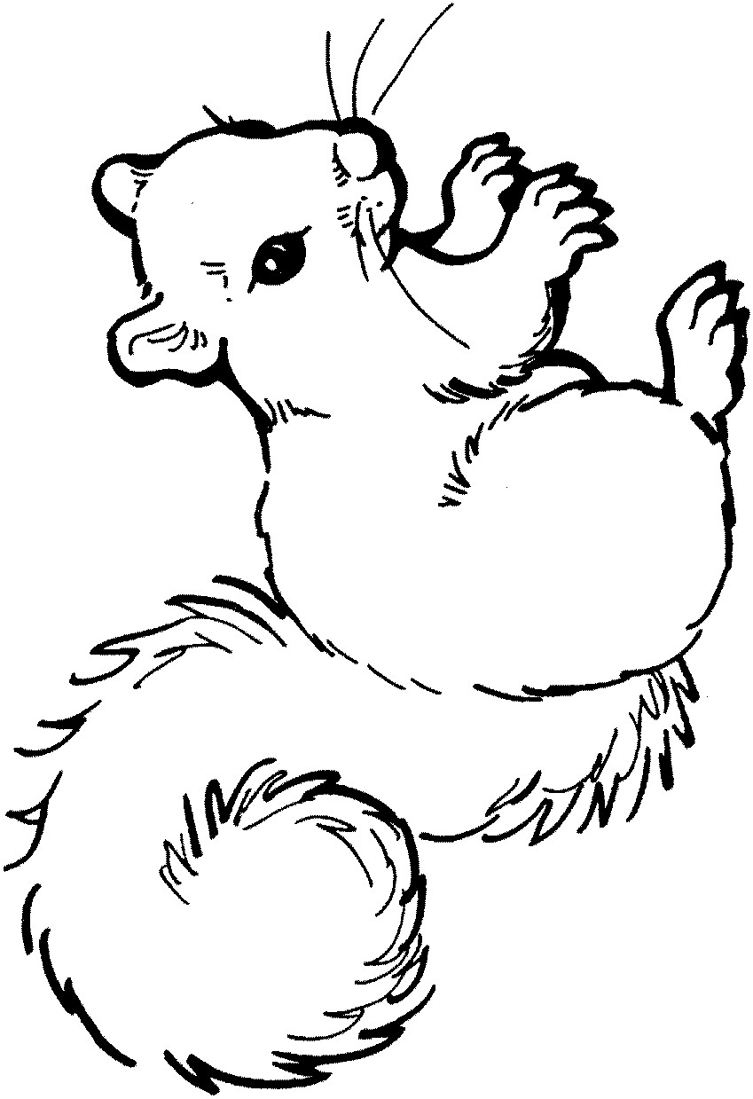 Baby Squirrel Coloring Pages
 Squirrel Coloring Pages