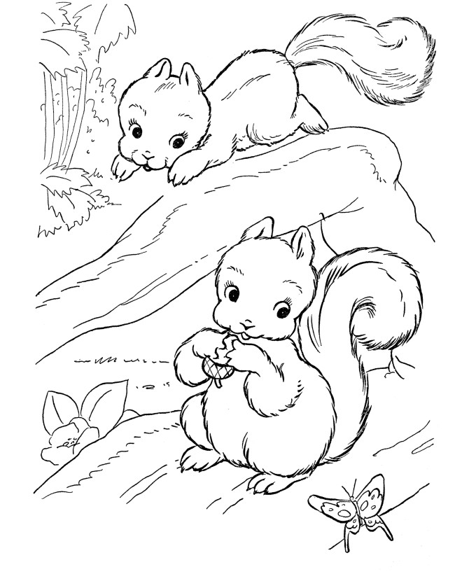 Baby Squirrel Coloring Pages
 Free Printable Squirrel Coloring Pages For Kids