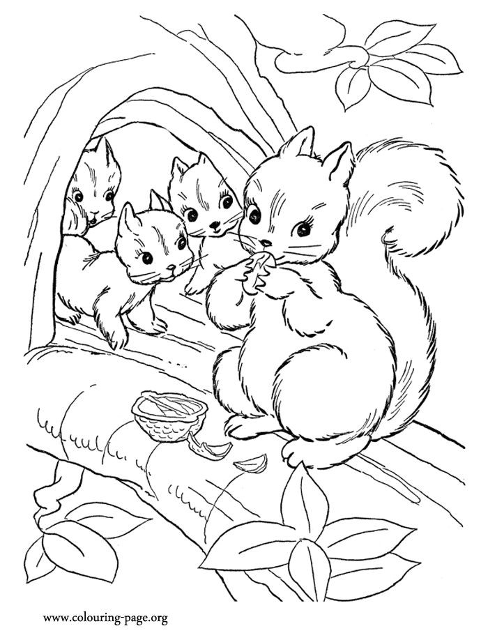 Baby Squirrel Coloring Pages
 Look The mommy is feeding her babies squirrels with nuts