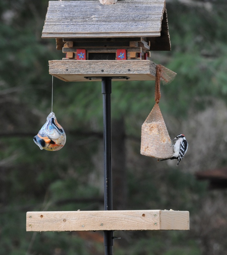 Backyard Birds Store
 27 best images about Bird feeding station on Pinterest