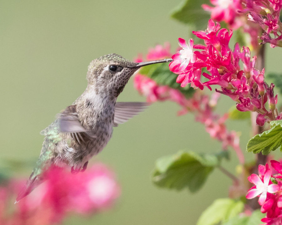 Backyard Birds Store
 Gardening for Hummingbirds and More