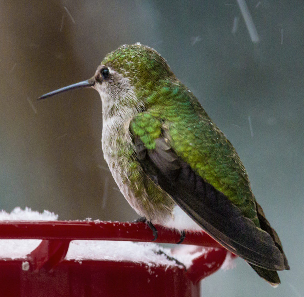 Backyard Birds Store
 Winter Hummingbirds