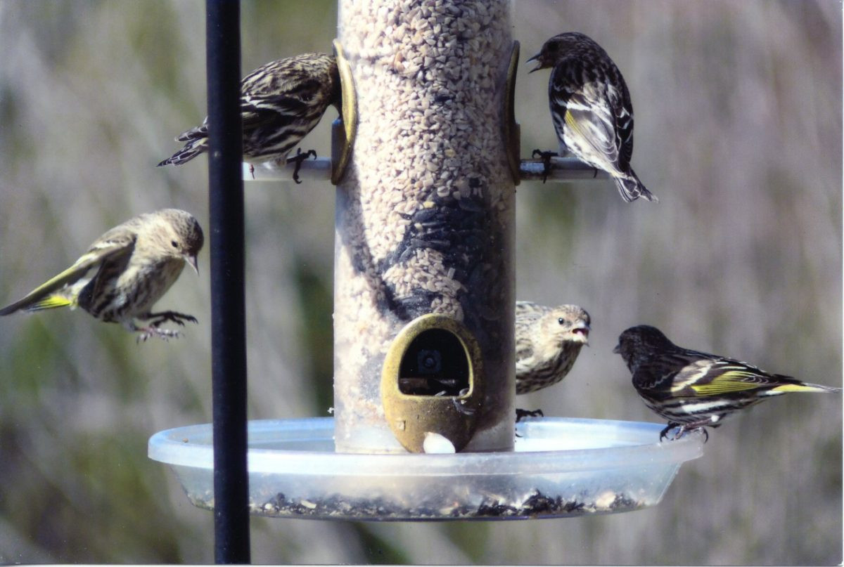 Backyard Birds Store
 What s the Best Seed to Put in My New Bird Feeder