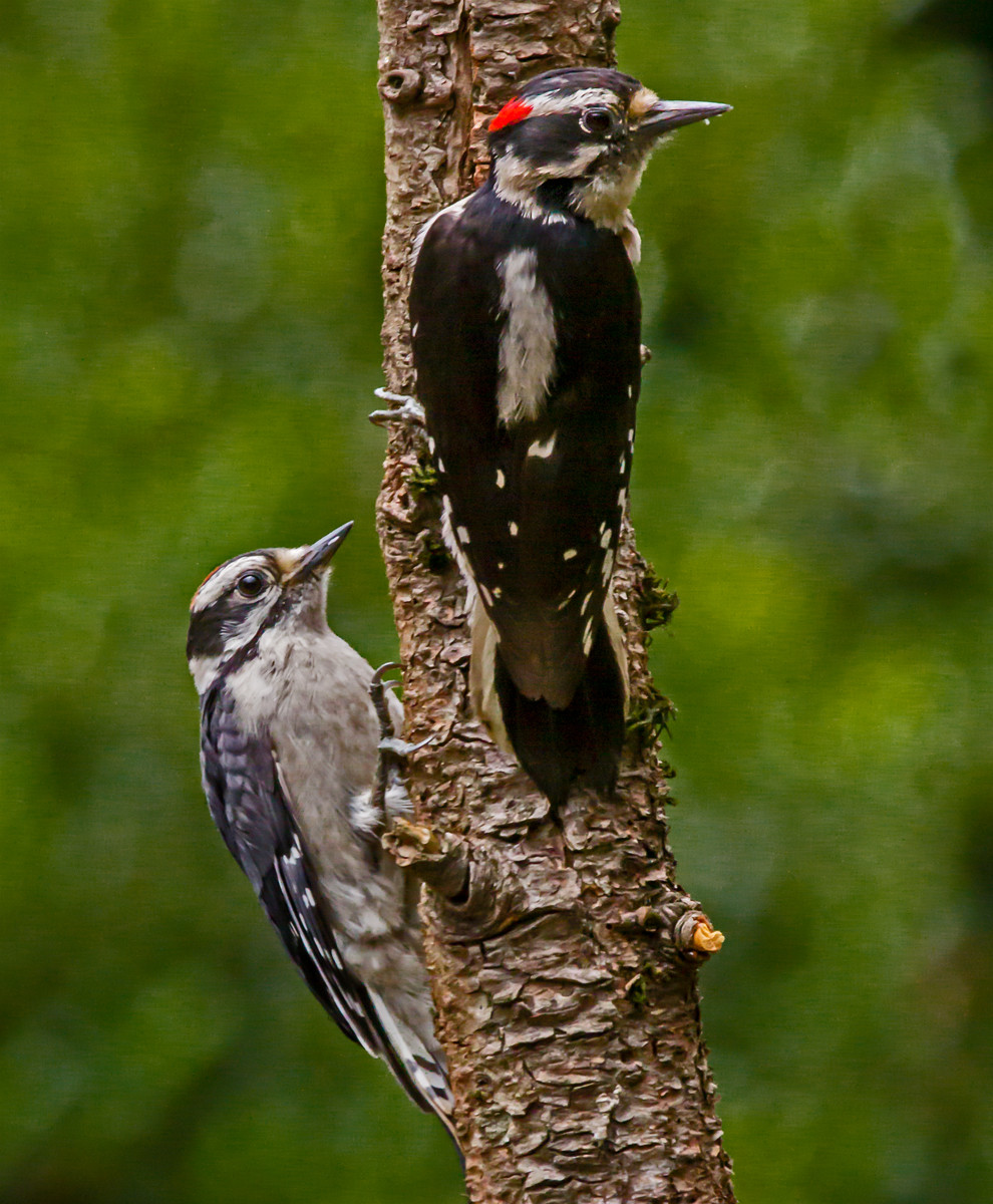 Backyard Birds Store
 Downy Woodpecker