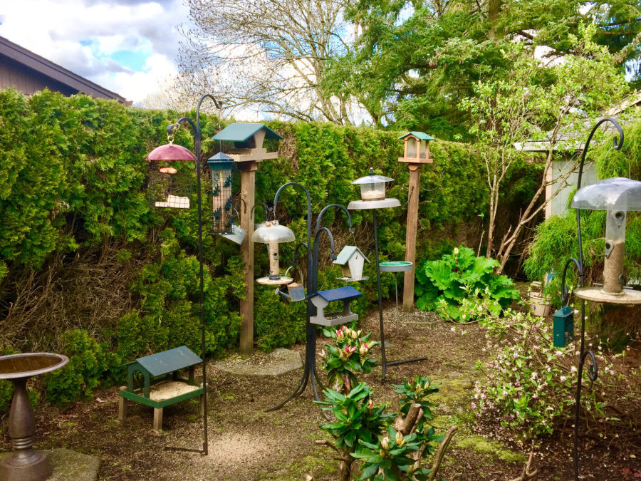 Backyard Birds Store
 Create A Food Court For Birds