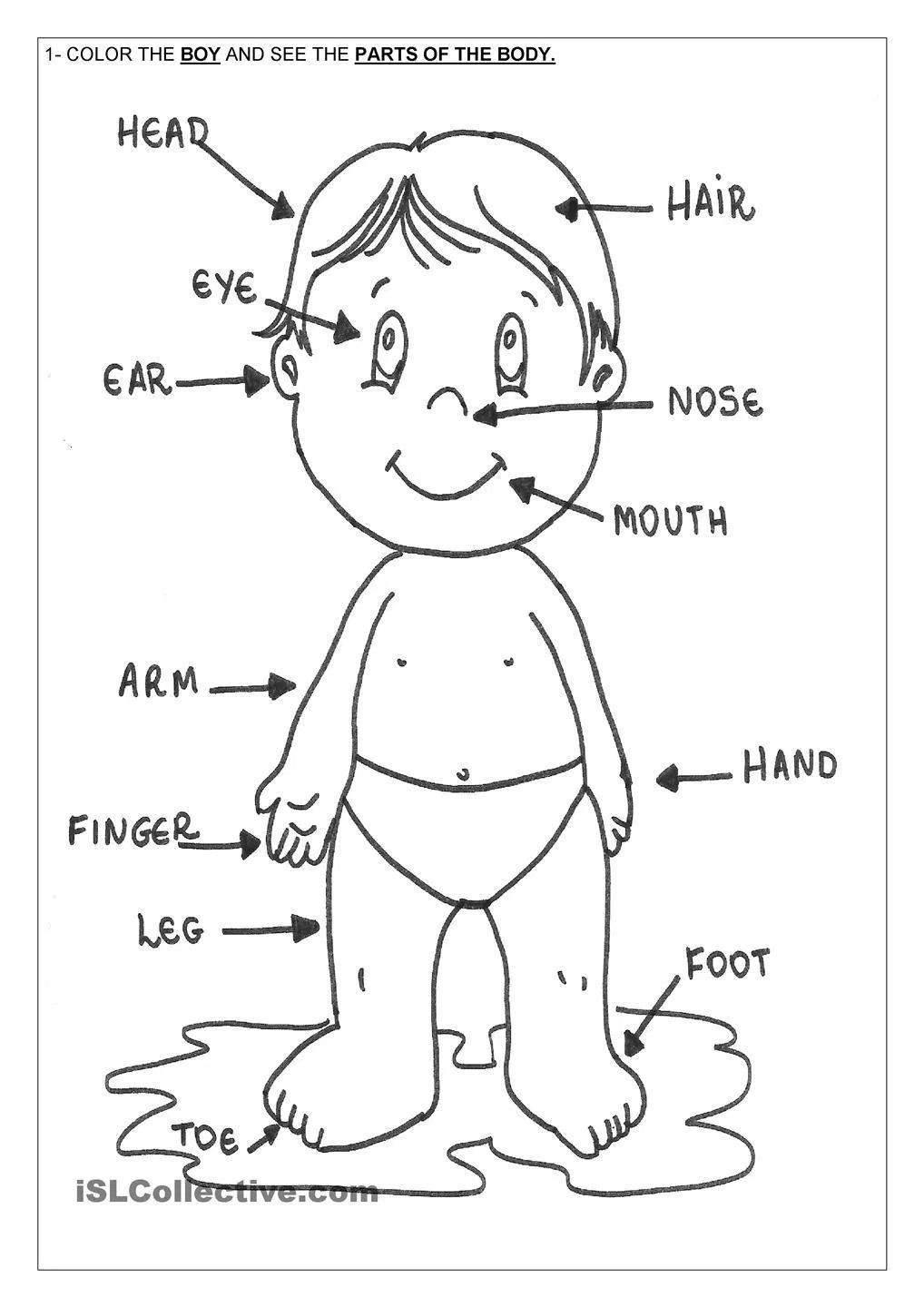 Body Parts Coloring Pages For Toddlers
 Printable Human Body Coloring Page Home In Pages For Kids