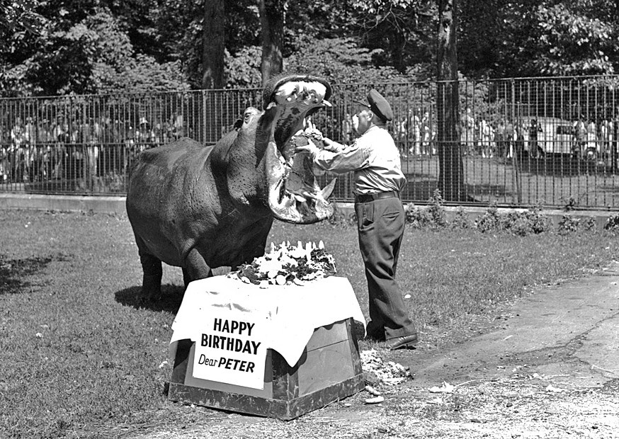 Bronx Zoo Birthday Party
 Mammal