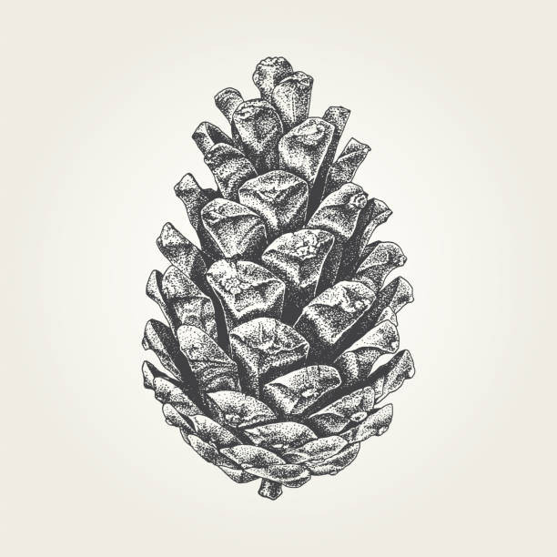 Brooches Illustration
 Best Pine Cone Illustrations Royalty Free Vector Graphics