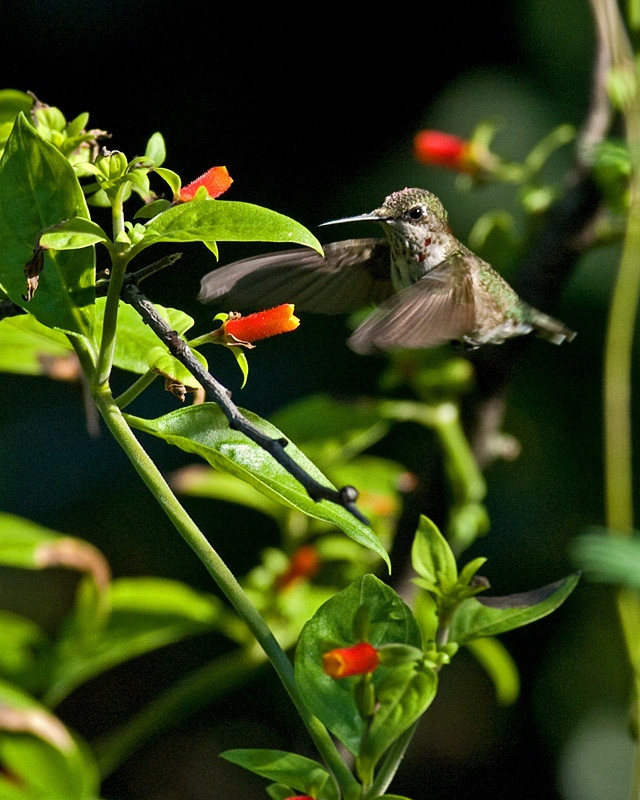 Candy Corn Vine
 Just planted one today Hummingbird preparing to feed from