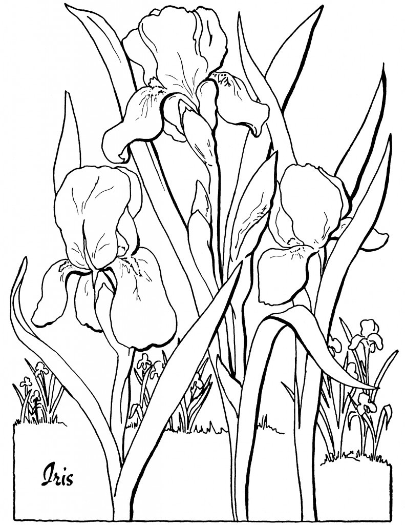 Coloring Pages Adult
 10 Floral Adult Coloring Pages The Graphics Fairy