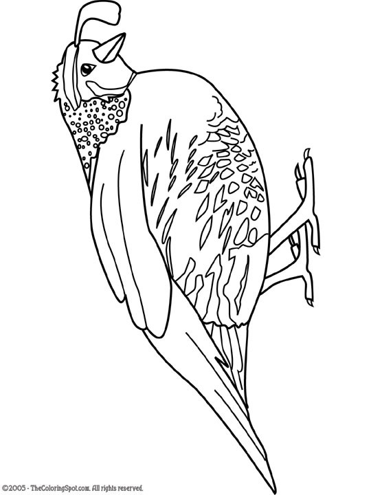 Coloring Pages For Toddlers Free
 Quail Coloring Pages for Preschool Preschool and