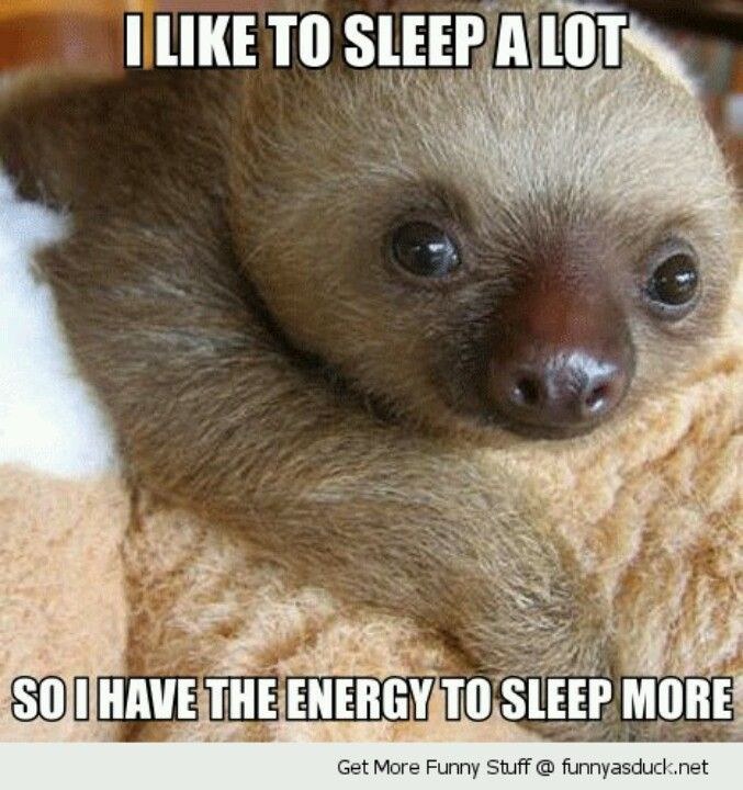 Cute Baby Animals With Quotes
 Cute Quote w Adorable Baby Sloth – Why I Sleep a Lot