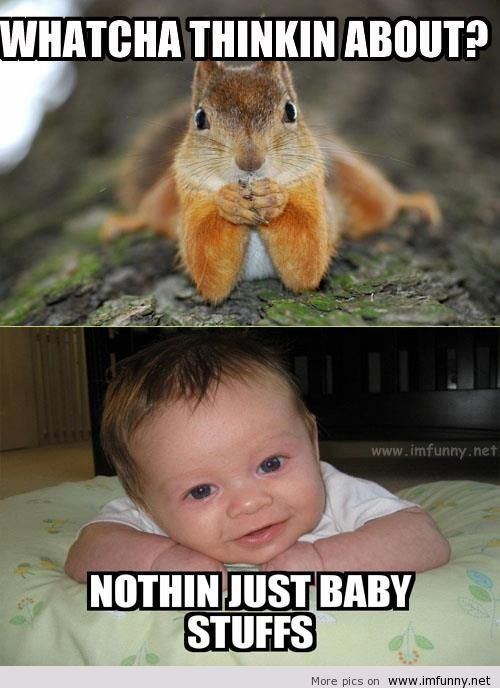 Cute Baby Animals With Quotes
 Baby Animal Funny Quotes QuotesGram