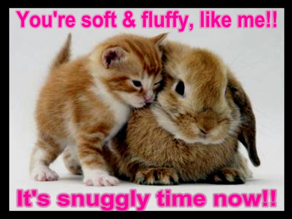 Cute Baby Animals With Quotes
 Funny Image Collection Funny Animal With