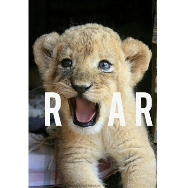 Cute Baby Animals With Quotes
 Baby Lion Quotes QuotesGram