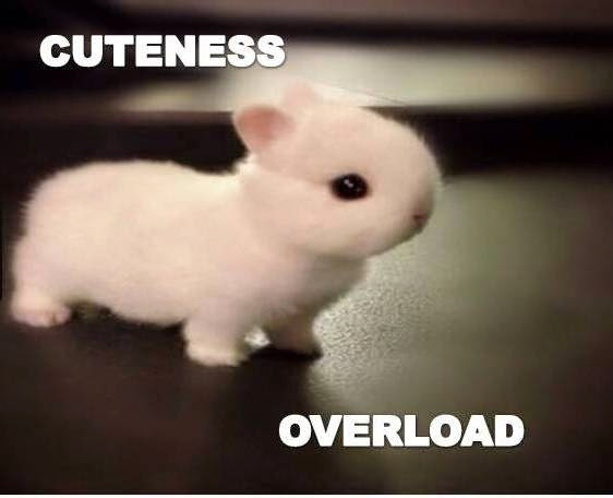 Cute Baby Animals With Quotes
 RABBIT IN THE WEB My Favorite Quotes About Animals