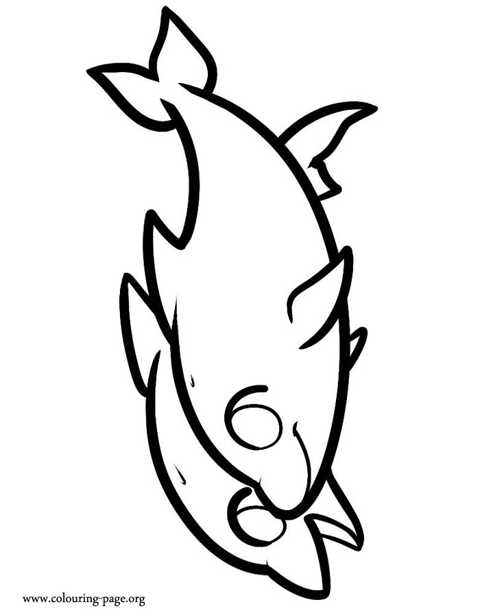 Cute Baby Dolphin Coloring Pages
 Baby Dolphin Coloring Pages