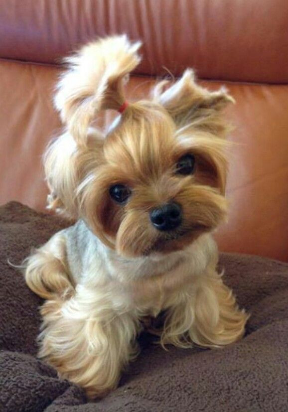 Cute Yorkie Haircuts
 18 best Yorkies are the best images on Pinterest