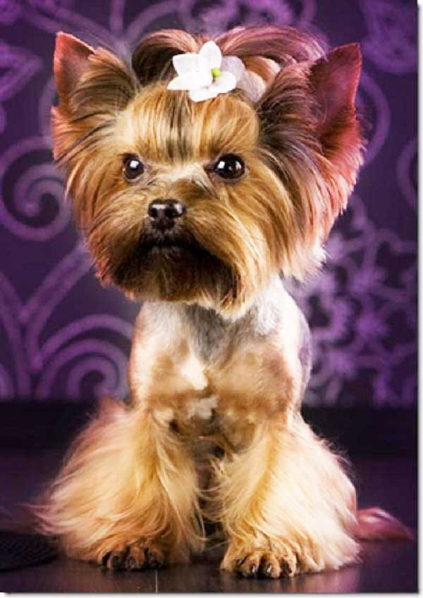 Cute Yorkie Haircuts
 100 Yorkie Haircuts for Males Females Yorkshire