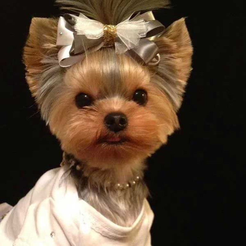 Cute Yorkie Haircuts
 151 Extremely Cute Yorkie Haircuts for Your Puppy