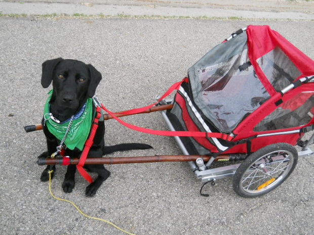 DIY Dog Bike Trailer
 DIY dog pull cart made out of a folding bicycle trailer
