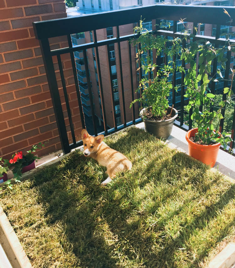 DIY Dog Porch Potty
 14 DIY Dog Porch Potty & Grass Box Projects