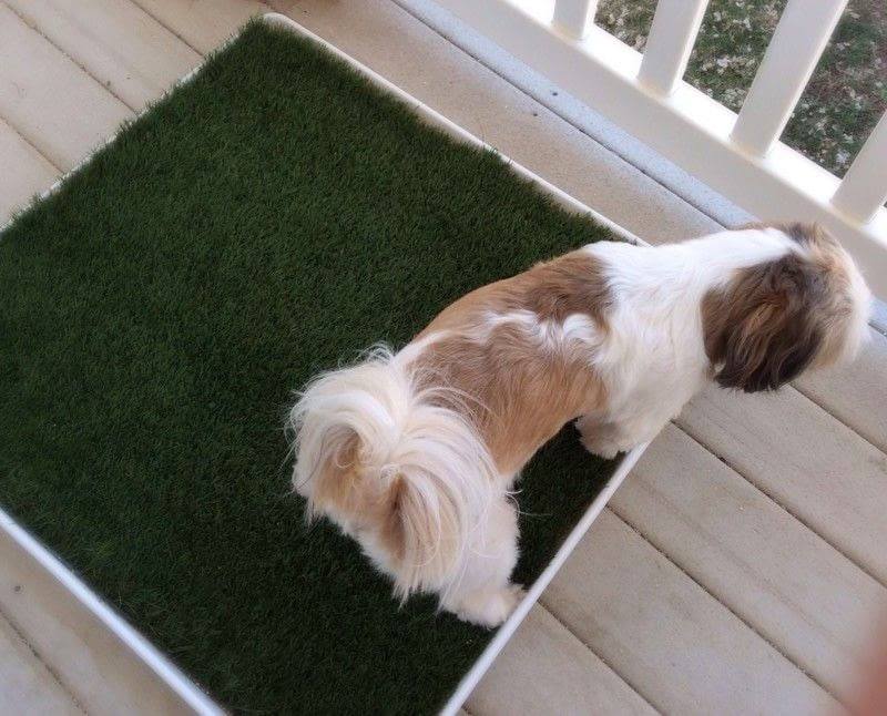 DIY Dog Porch Potty
 Diy Porch Potty · How To Make A Pet Accessory · Home DIY