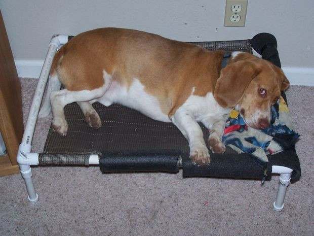 DIY Elevated Dog Bed
 DIY Dog Bed