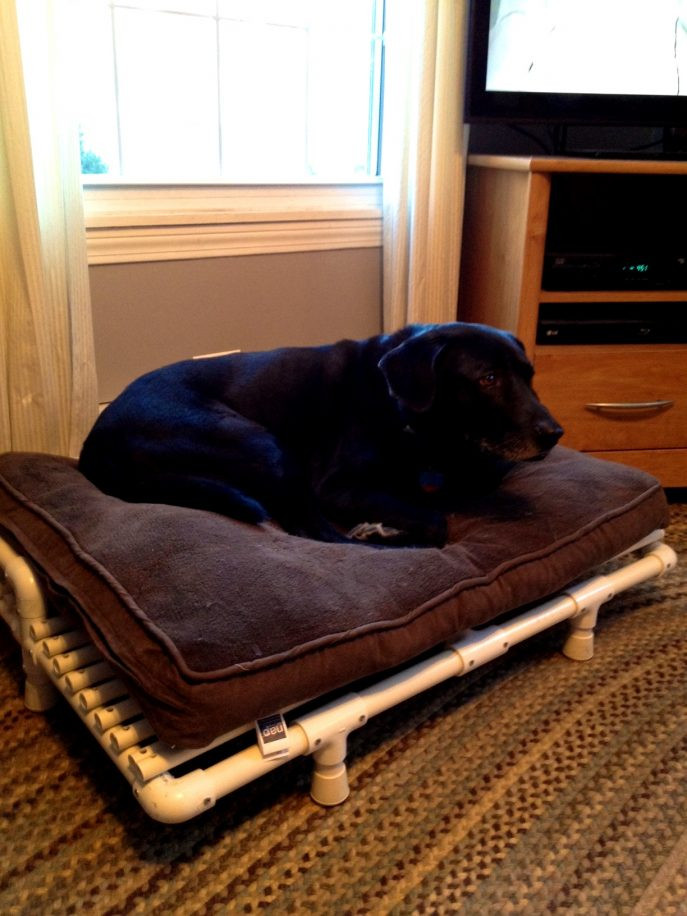 DIY Elevated Dog Bed
 Elevated Dog Bed Diy Choose A Special Hammock Dog Bed