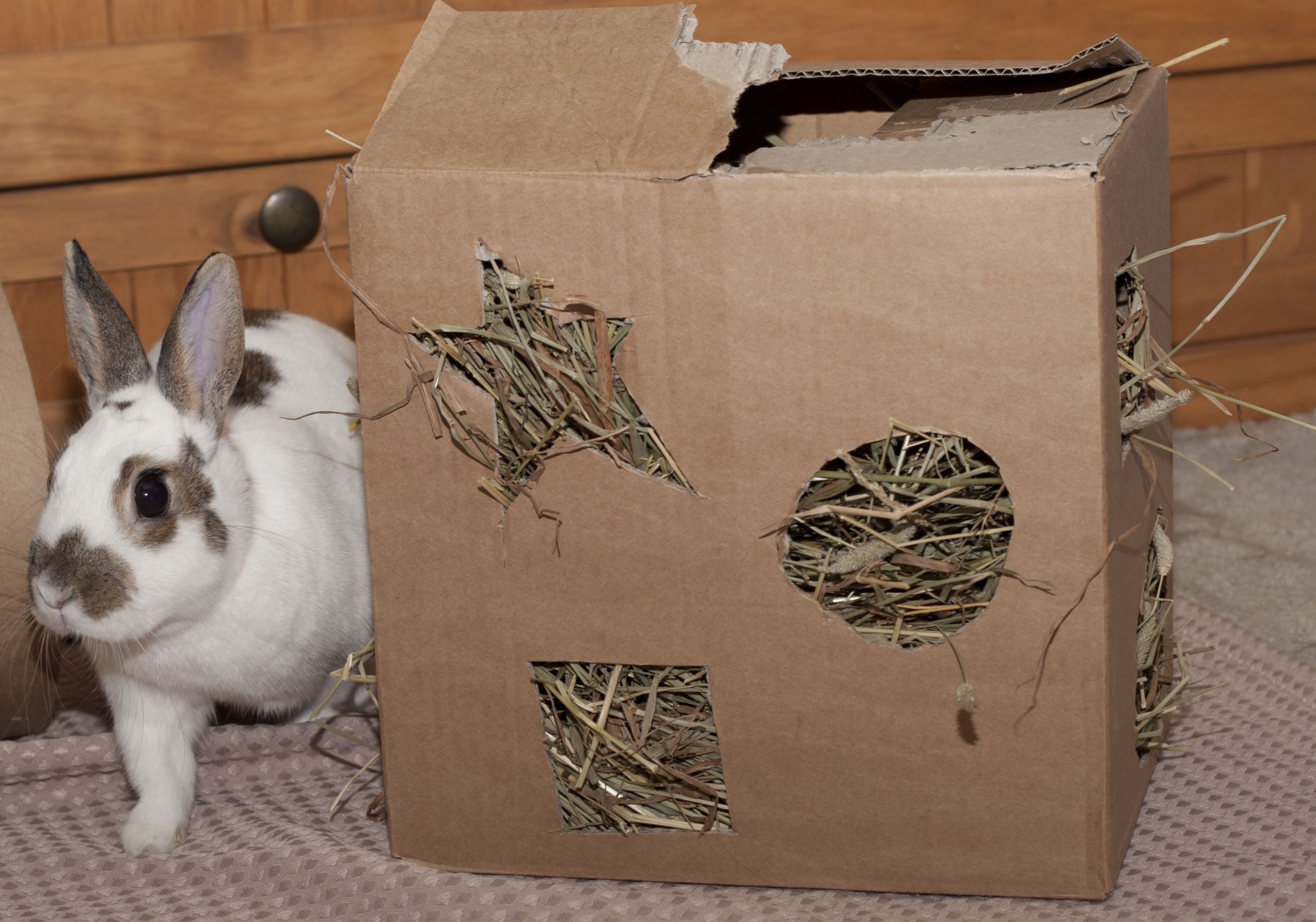 DIY Guinea Pig Hay Rack
 Bunny with a box filled with hay I love the idea