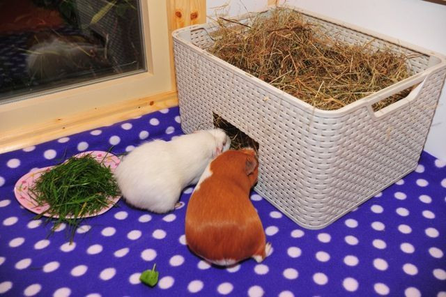 diy hay feeder for guinea pigs