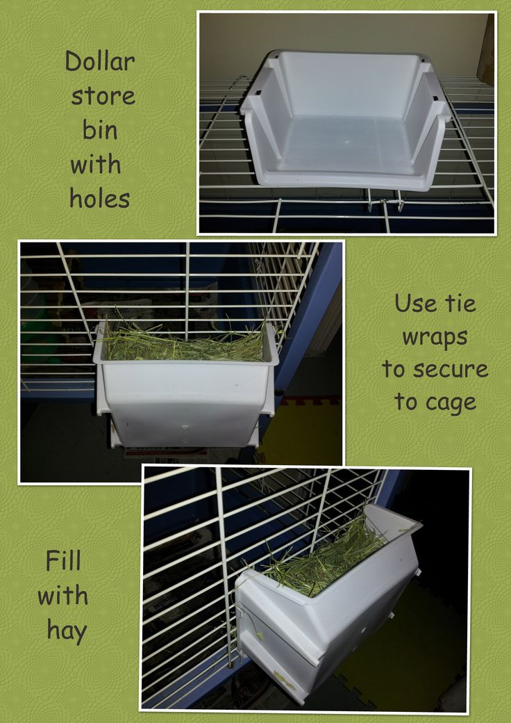 DIY Guinea Pig Hay Rack
 39 best images about Hay rack litter box ideas on
