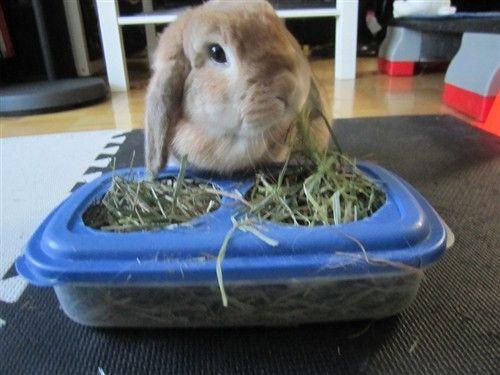 DIY Guinea Pig Hay Rack
 cheap clean hay feeder BinkyBunny House Rabbit