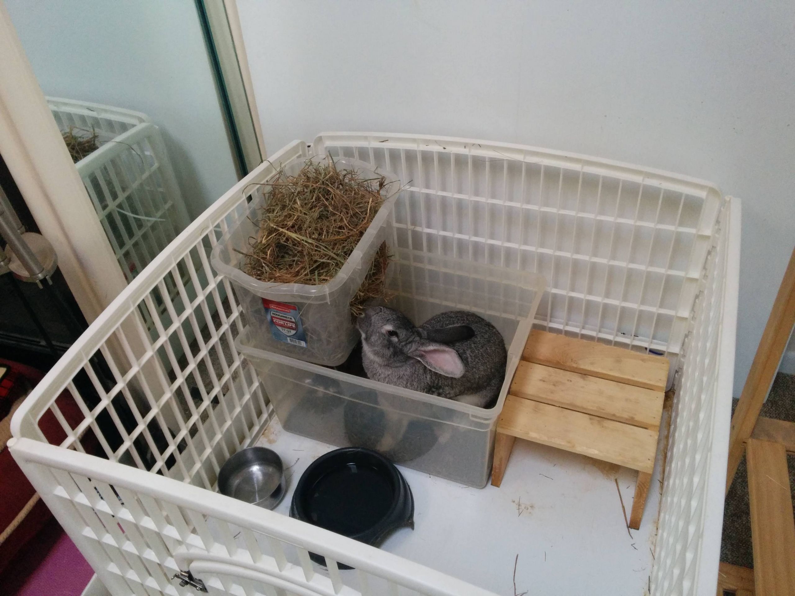 The top 24 Ideas About Diy Guinea Pig Hay Rack - Home ...