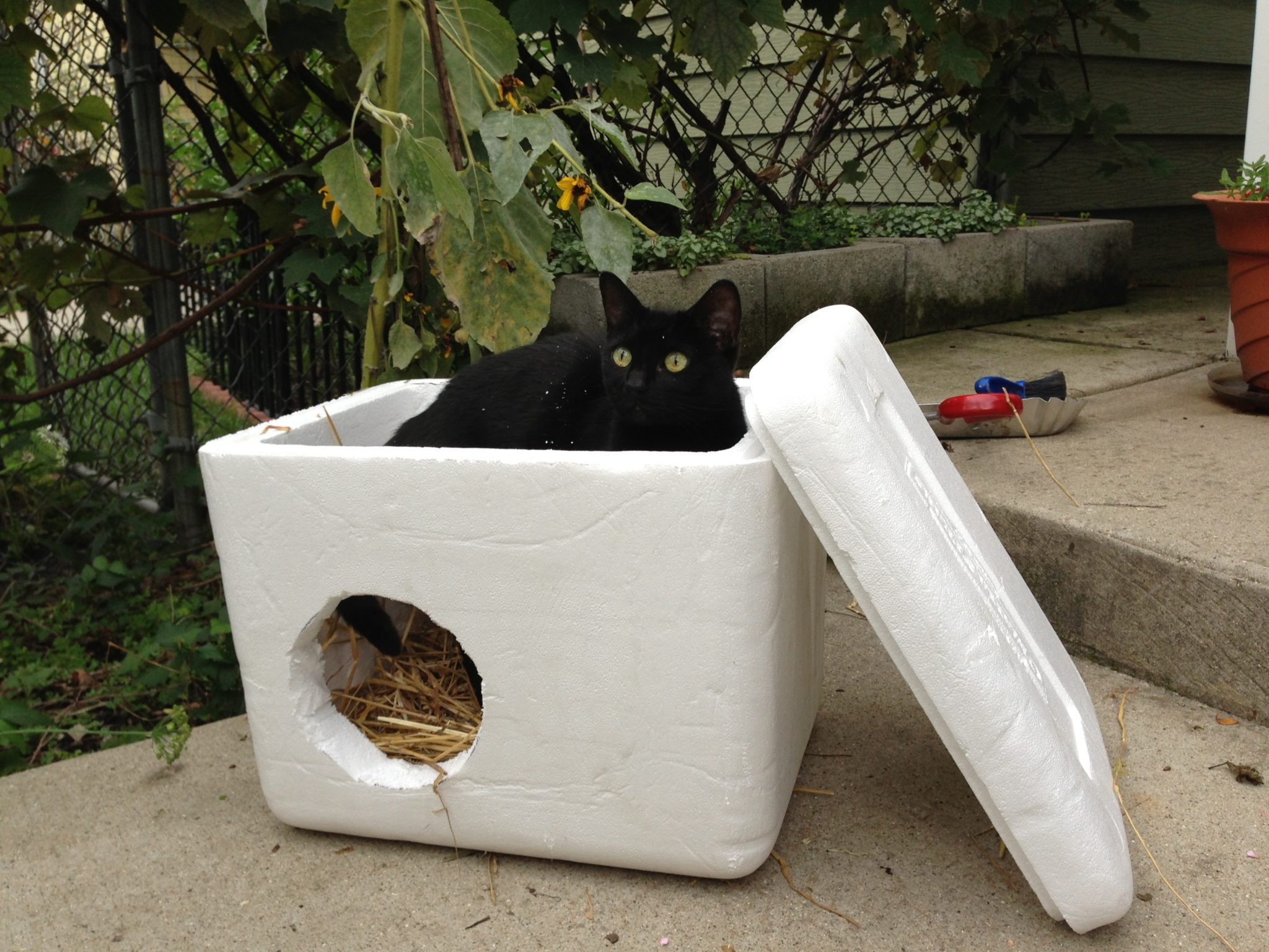 DIY Outdoor Cat Shelter
 Volunteers build small shelters for feral cats