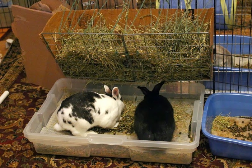 DIY Rabbit Litter Box
 DIY Litter Box Setups – Coding with Bunnies