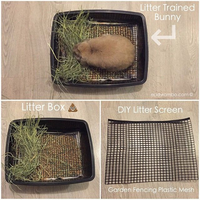 DIY Rabbit Litter Box
 This is not necessary but some might find it useful This